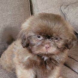 Shih Tzu Puppies from N.F.S.T Imperial ShihTzu Puppies.