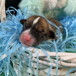 Dragonfly - Red male Pembroke Welsh Corgi puppy in Barstow, California from Caldwell’s Corgis of Southern California