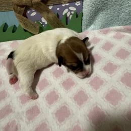 Girl 1 - Brown and white female Jack Russell Terrier puppy in Greeneville, Tennessee from Wampler Jacks
