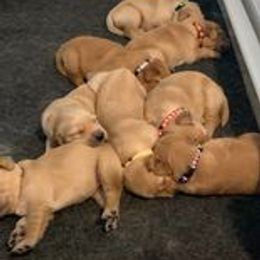 Golden Retriever Puppies from Sterling Run Retrievers