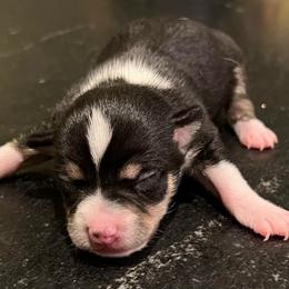 Boy 3 - Black and white male Chihuahua puppy in Lees Summit, Missouri from Divine K9s LLC