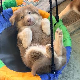 Isabella male - Isabella male German Shepherd puppy in Lebanon County, Pennsylvania from Regalimage