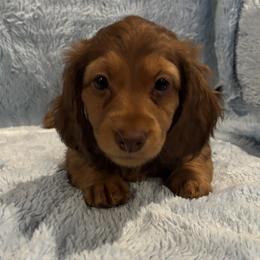 Judy - Red female Dachshund puppy in Statesville, North Carolina from Lakeside Dachshunds