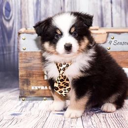 Australian Shepherd Puppies from 4 Seasons Toy and Mini Aussies