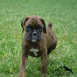 Boxer Puppies from Lieben Boxers