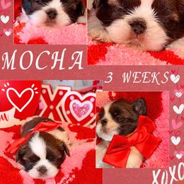 Princess Mocha - Red and white female Shih Tzu puppy in San Tan Valley, Arizona from Pretty Paws Shih Tzu's