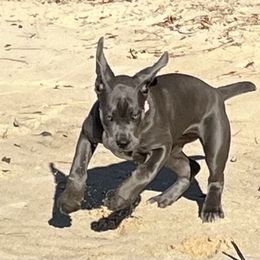 Cane Corso and Shetland Sheepdog Puppies from Redemption Kennels