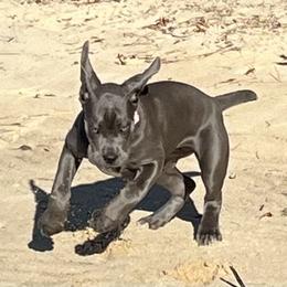 Cane Corso and Shetland Sheepdog Puppies from Redemption Kennels