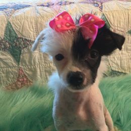 Chinese Crested Puppies from Piccadilly Pups