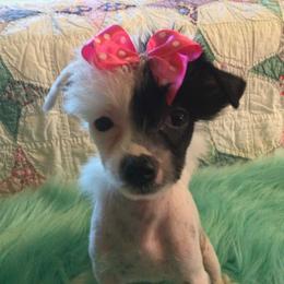 Chinese Crested Puppies from Piccadilly Pups