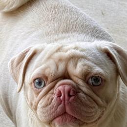 Candy - Pug
