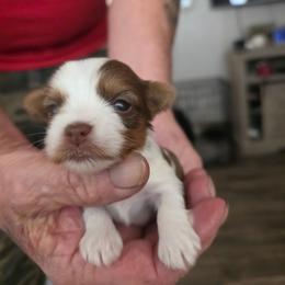 Boy 2 - Parti male Yorkshire Terrier puppy in Bucyrus, Ohio from Dyer's Beauties