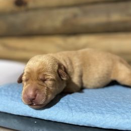 Pink Female - Yellow female Labrador Retriever puppy in Franklin, Virginia from Oak Hollow Retrievers