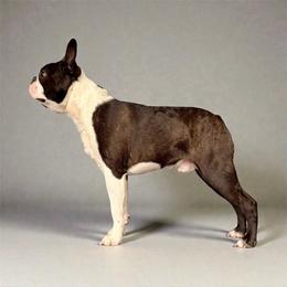 Ren - Brindle and white male Boston Terrier puppy in Galena, Kansas from RottNBostons