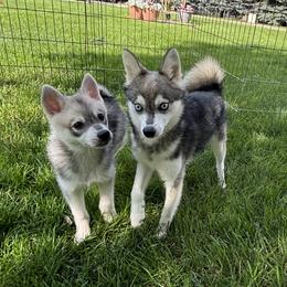Rio - Alaskan Klee Kai