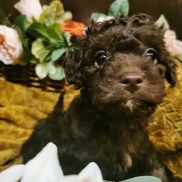 Maltipoo Puppies from Cupcake Cuties