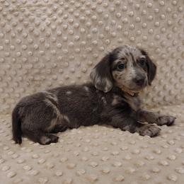Puppy 6 - Blue and tan male Dachshund puppy in Krum, Texas from Dots N Spots Dachshunds