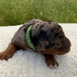 Basil - Merle male Goldendoodle puppy in Redding, California from O’Hara  Doodles