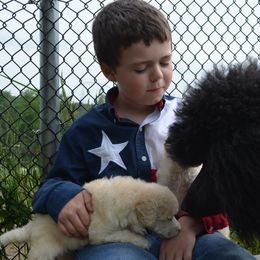 Poodle Puppies from D and D Standard Poodles
