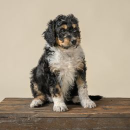 Tulip - Black tri-color female Aussiedoodle puppy in Germantown, Ohio from Doodle Patch Farm