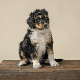 Tulip - Black tri-color female Aussiedoodle puppy in Germantown, Ohio from Doodle Patch Farm