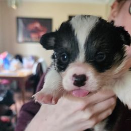 Boy 4 - male Pembroke Welsh Corgi puppy in Grand Blanc, Michigan from Dellinger's Corgi's