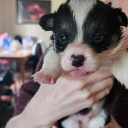 Boy 4 - male Pembroke Welsh Corgi puppy in Grand Blanc, Michigan from Dellinger's Corgi's