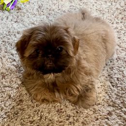 Boxer and Shih Tzu All Grown Up from Victorio Boxers & Shih-Tzu's