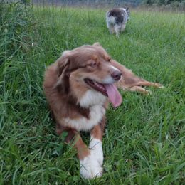 Rosie Ella - Australian Shepherd