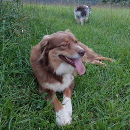 Rosie Ella - Australian Shepherd