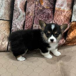 Boy 4 - Black and tan male Pembroke Welsh Corgi puppy in Visalia, California from VIP Stables