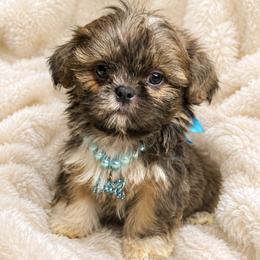 Duke - Blue and white male Shih Tzu puppy in Riverside, California from Be Dazzled Shihtzu