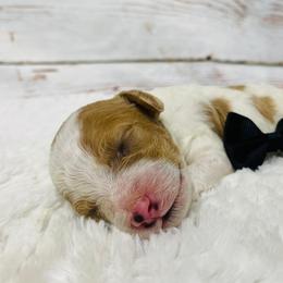 Gunther. AKC - Red  male Poodle puppy in Nixa, Missouri from Family Poodles