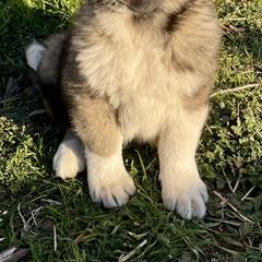 Chief - Brindle Armenian Gampr puppy in Tehachapi, California from Four Kings Ranch