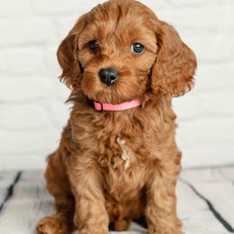 Cavapoo and Goldendoodle Puppies from Regal Doodles