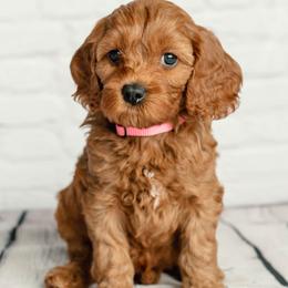 Cavapoo and Goldendoodle Puppies from Regal Doodles