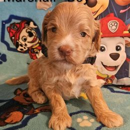 Marshal -paw patrol - Gold male Labradoodle puppy in Phelan, California from Family Doodles