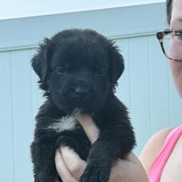 Shaboozey - Brindle male Mastiff puppy in Sioux Falls, South Dakota from Clearbrook Mastiffs