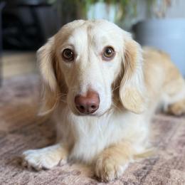 Benny - Dachshund