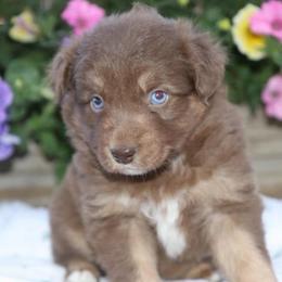 Girl 1 - Red tri-color female Australian Shepherd puppy in Hillsboro, Ohio from Sugar Grove Farms