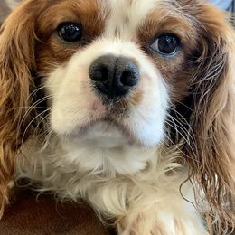 Cavalier King Charles Spaniels, Cavapoos, and Poodles from Loblolly Ranch