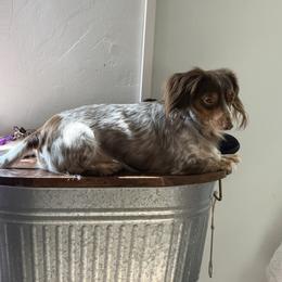 King Louie - Dachshund