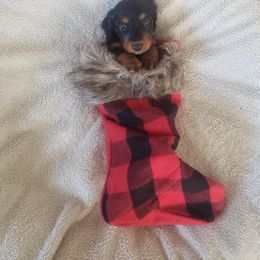 Dachshund Puppies from C and j doxies