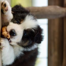 Price - Black tri-color female Australian Shepherd puppy in Canyon Lake, Texas from Bittersweet Australian Shepherds
