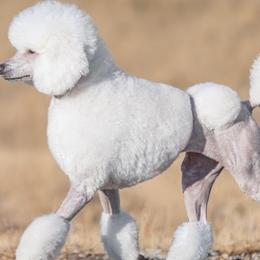 Poodles from Sage Valley
