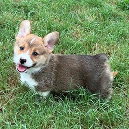 Bodhi - AKC - Sable male Pembroke Welsh Corgi puppy in Millsap, Texas from BJ's Blessings