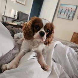 Lovey - Cavalier King Charles Spaniel