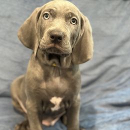 Weimaraner Puppies from Meadow Ridge Weims and Danes
