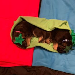 German Shepherd Puppies from JayDee's Proud K911