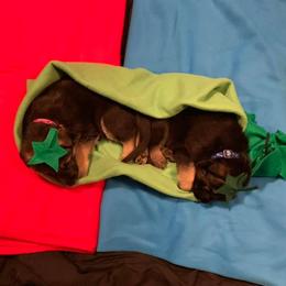 German Shepherd Puppies from JayDee's Proud K911